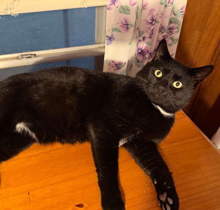 Photo of Shadow