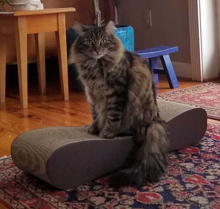 Photo of Fluffy