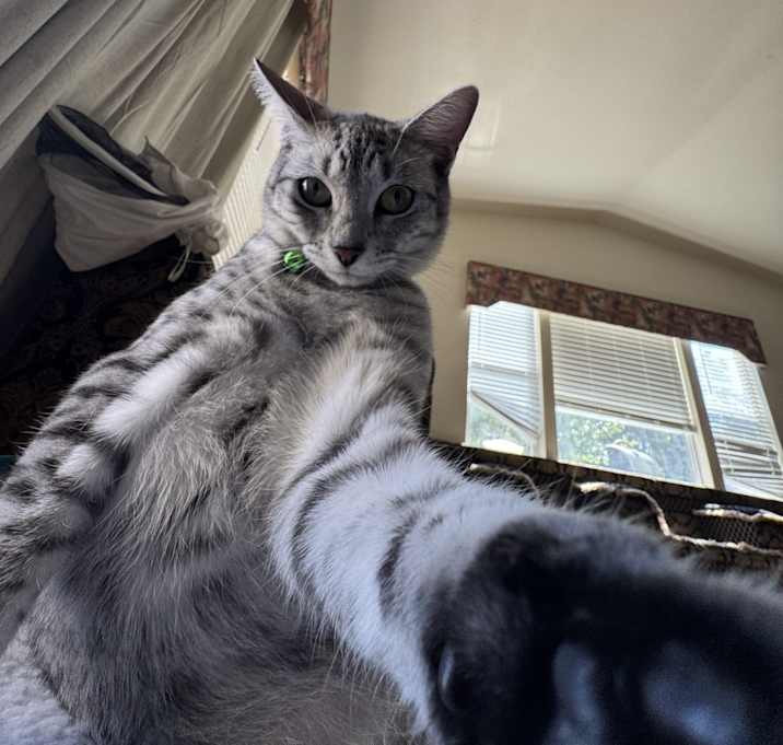 Photo of Kitty