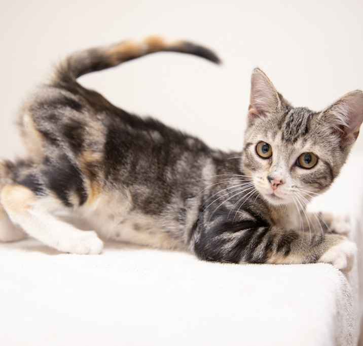 Photo of Toasted Almond