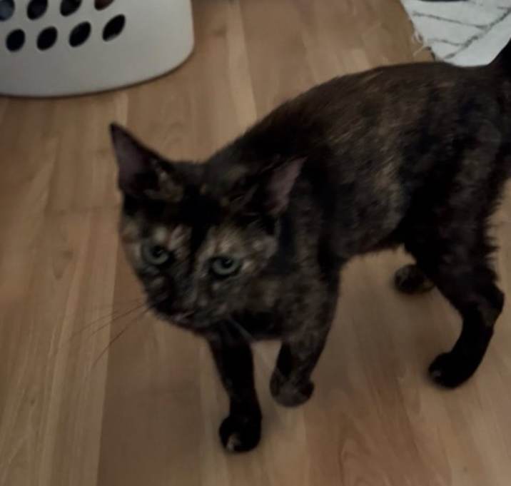Photo of Kiki