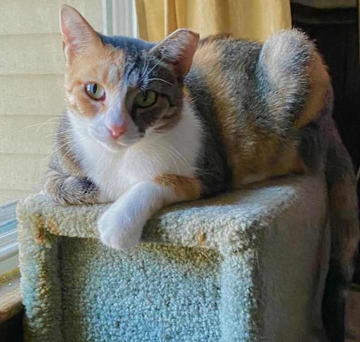 Photo of Parfait