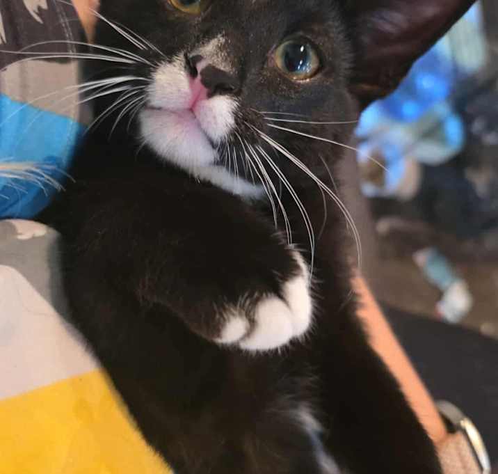 Photo of Otis