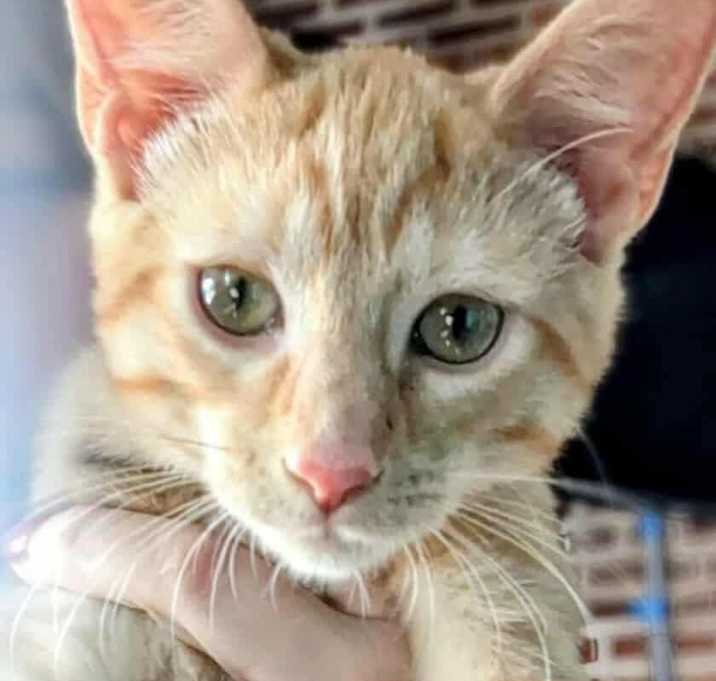 Photo of Garfield