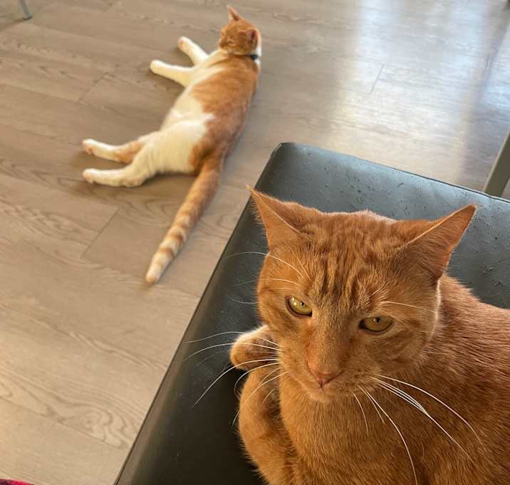 Photo of Toast