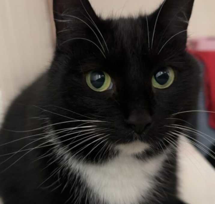 Photo of Cookie
