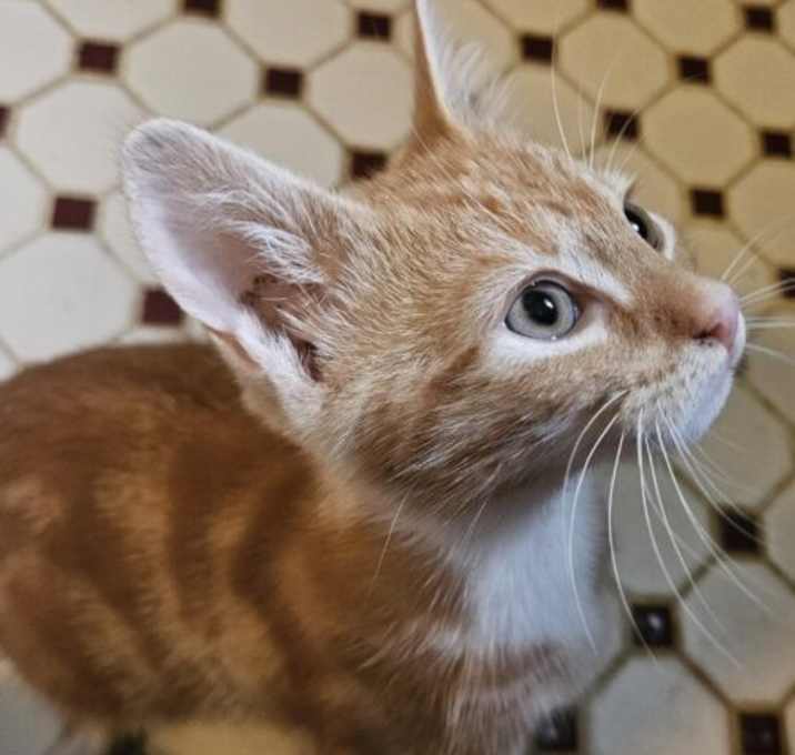 Photo of Tigger