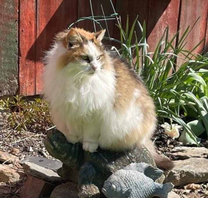 Photo of Kitty