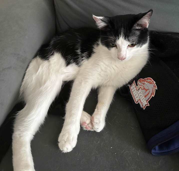 Photo of Moonpie