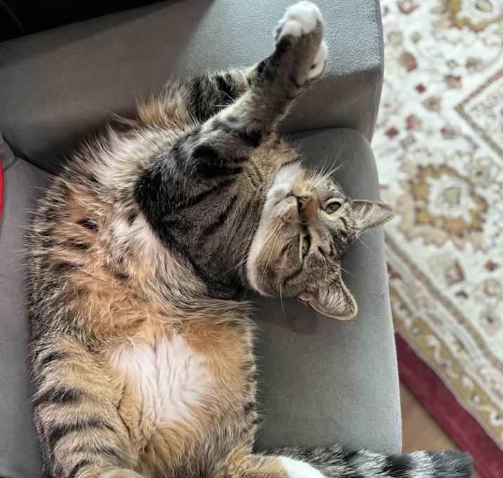 Photo of Bobo
