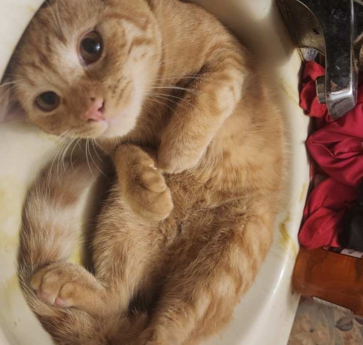 Photo of Pumpkin