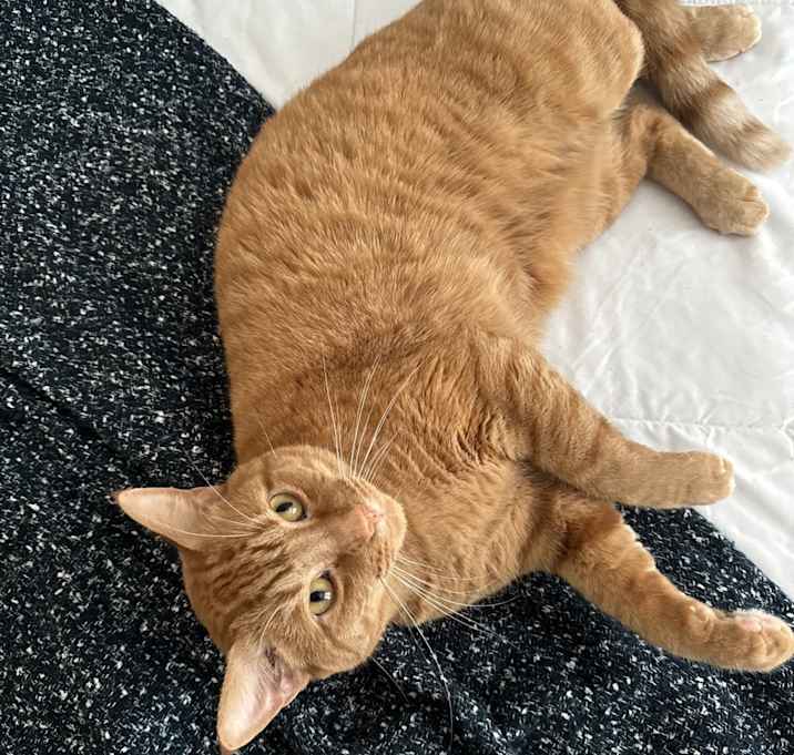 Photo of Copper