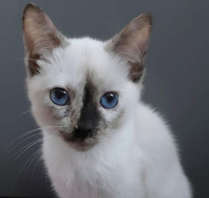 Photo of Saffron
