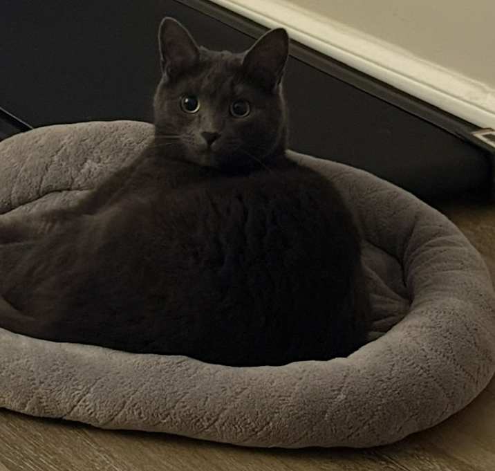 Photo of Loki