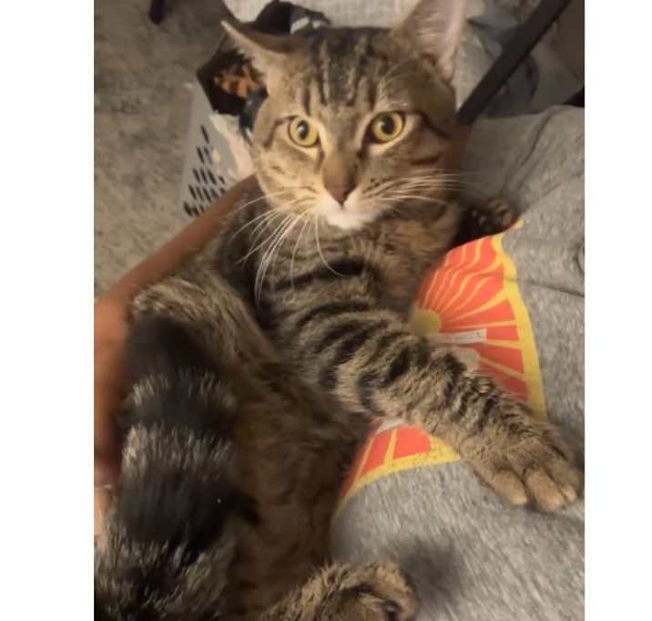 Photo of Milo