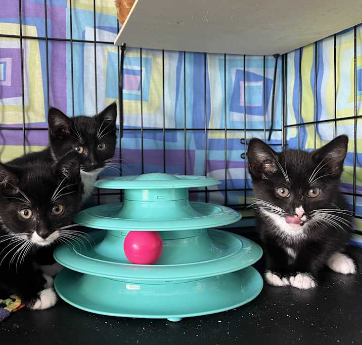 Photo of Tuxie Trio