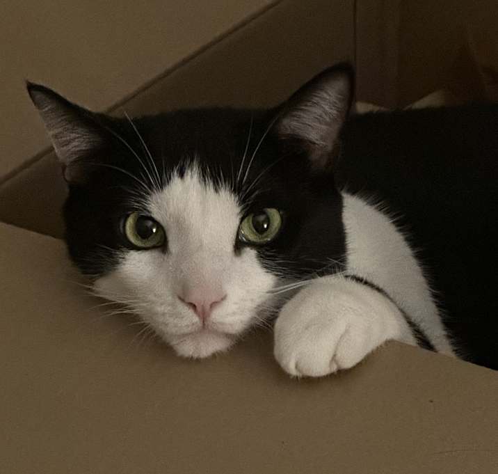 Photo of Romeo