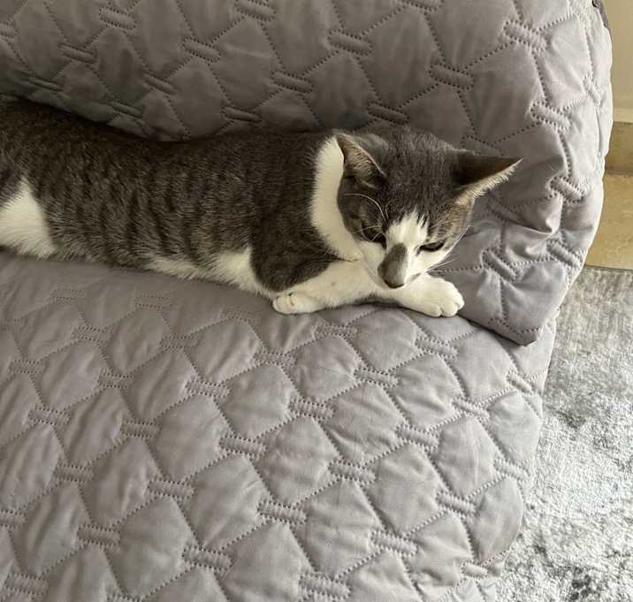 Photo of Luna