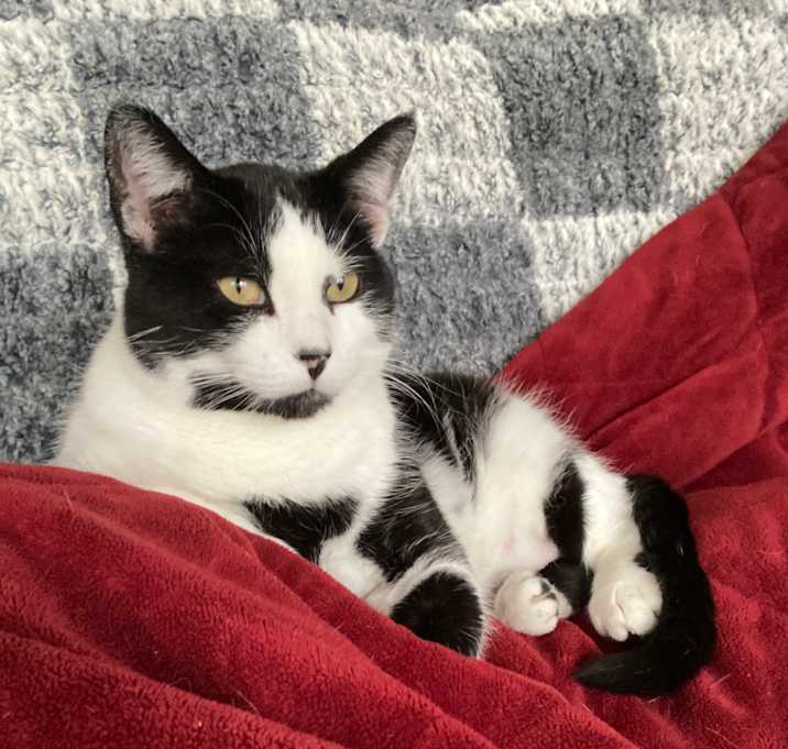 Photo of KiKi Biscuits