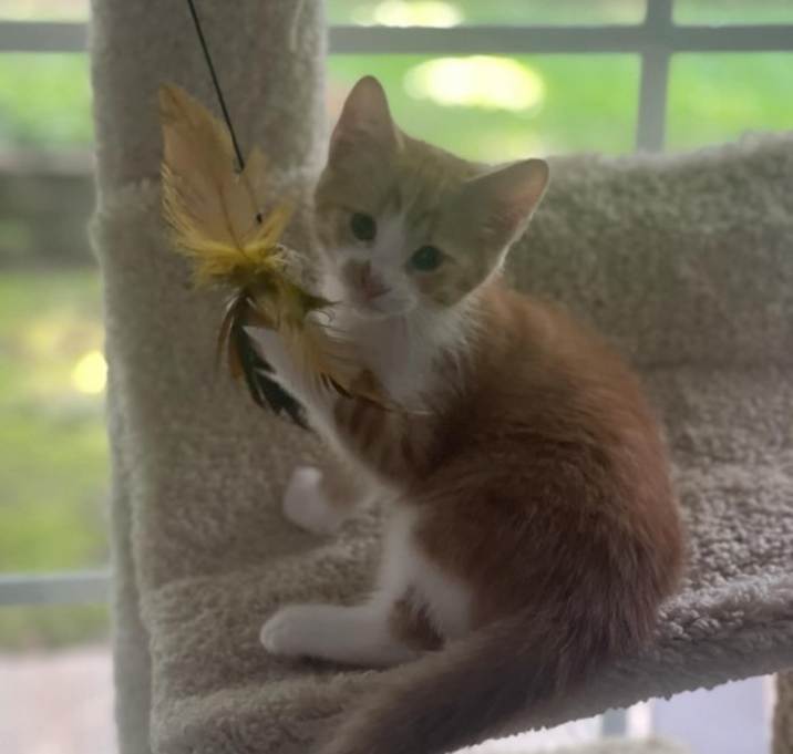 Photo of Mango