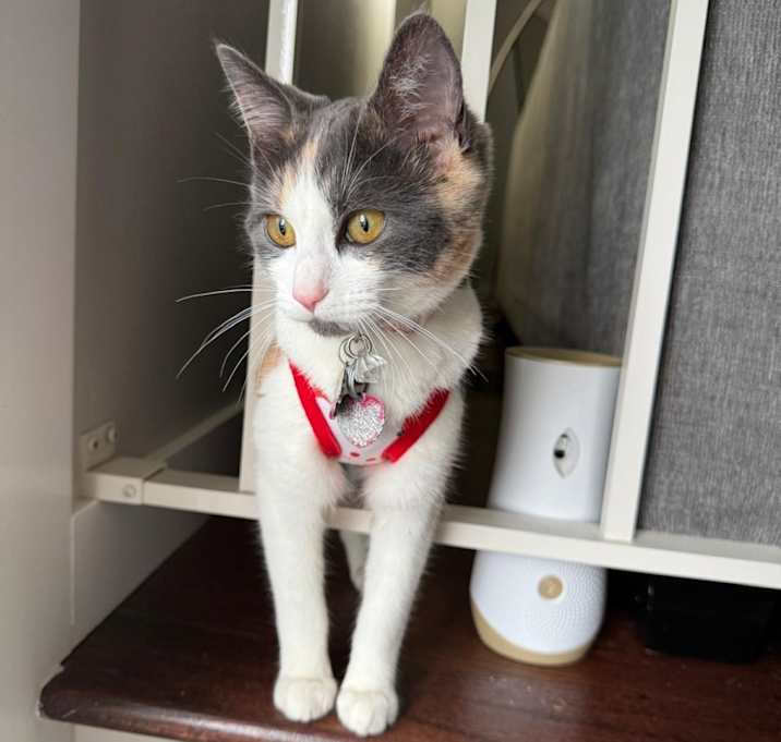 Photo of Ema