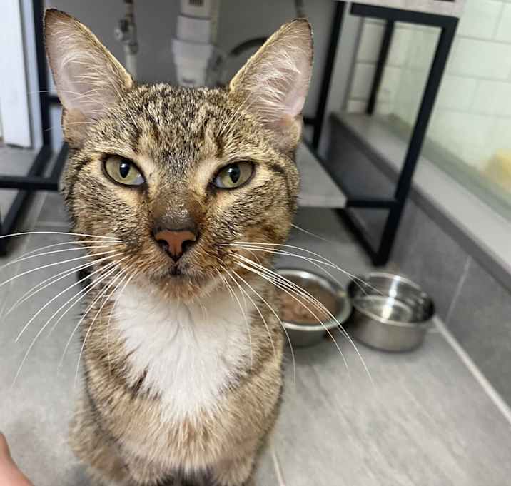 Photo of oscar