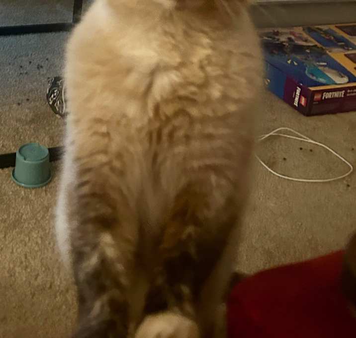 Photo of Churro