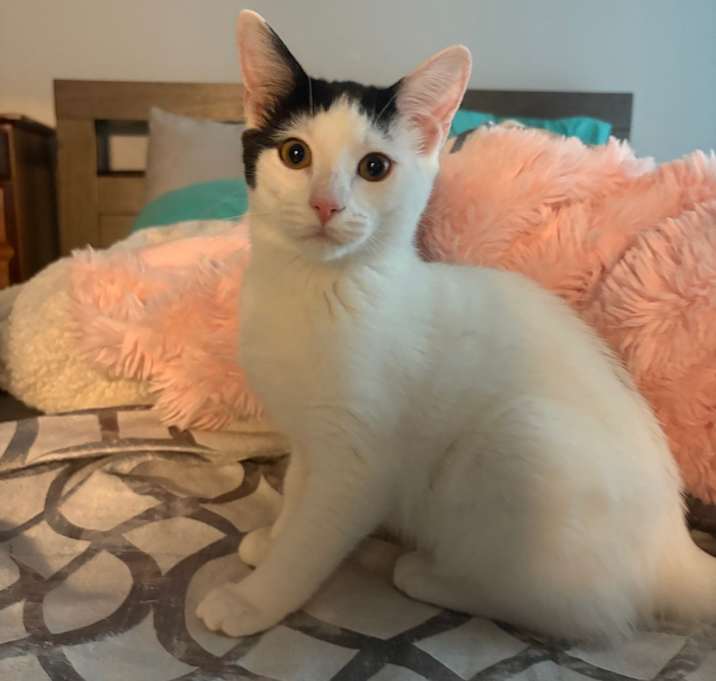 Photo of Angel's Wings