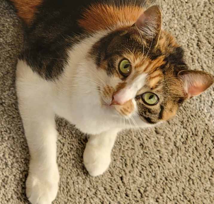 Photo of Cinnamon Toast