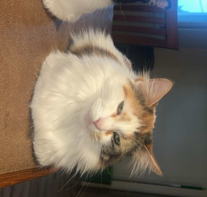 Photo of Cali