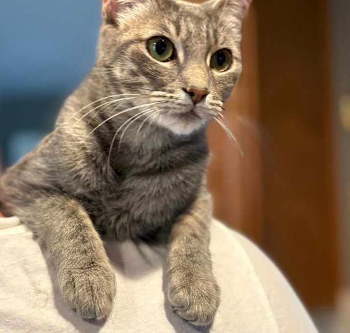 Photo of Luna