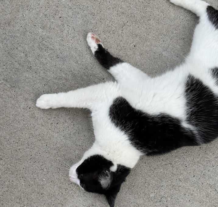 Photo of Cookie