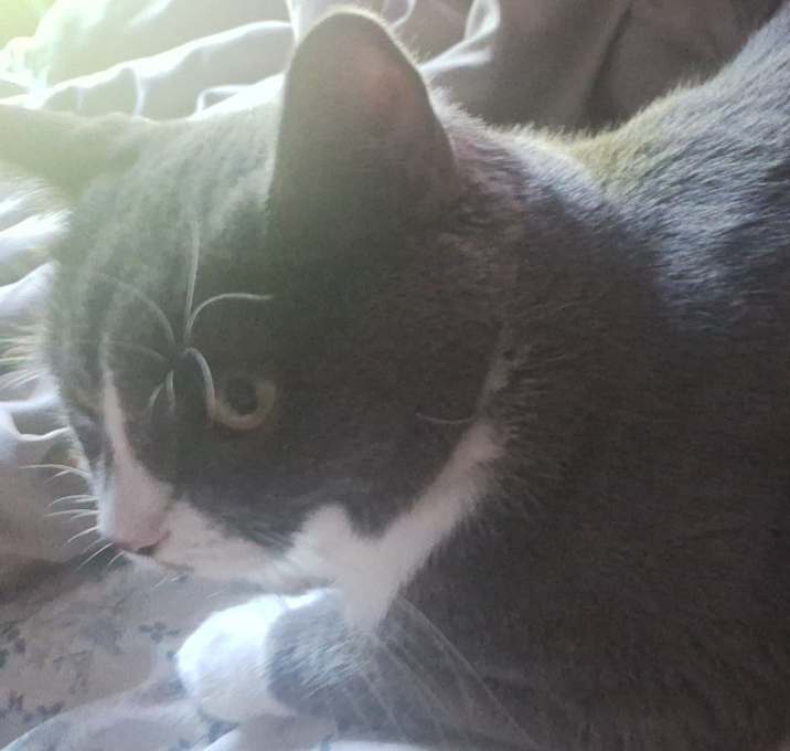 Photo of Milli