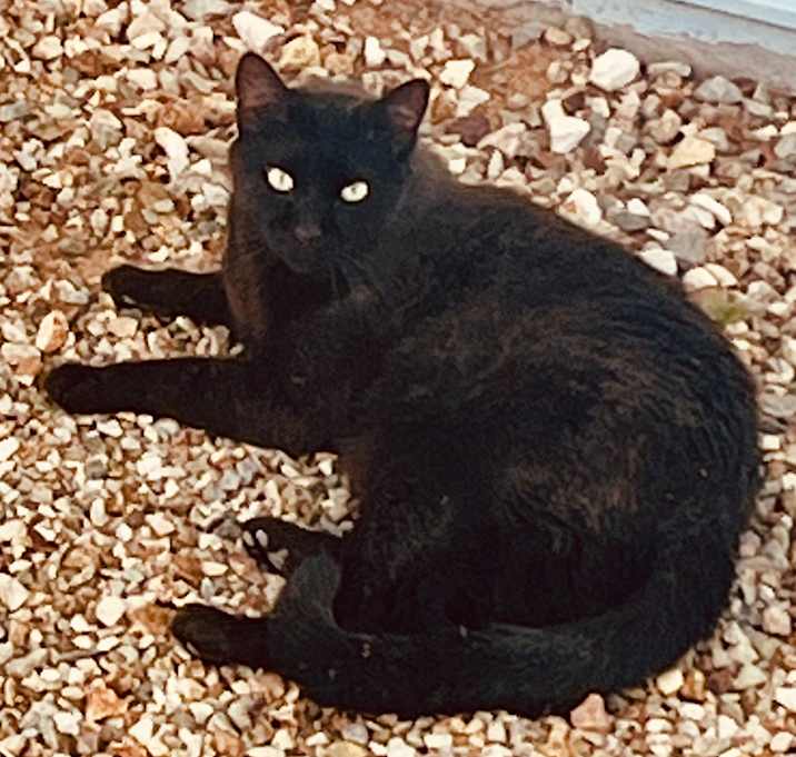 Photo of Blacky