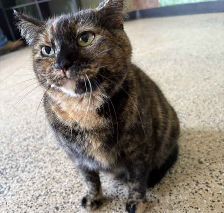 Photo of Blossom