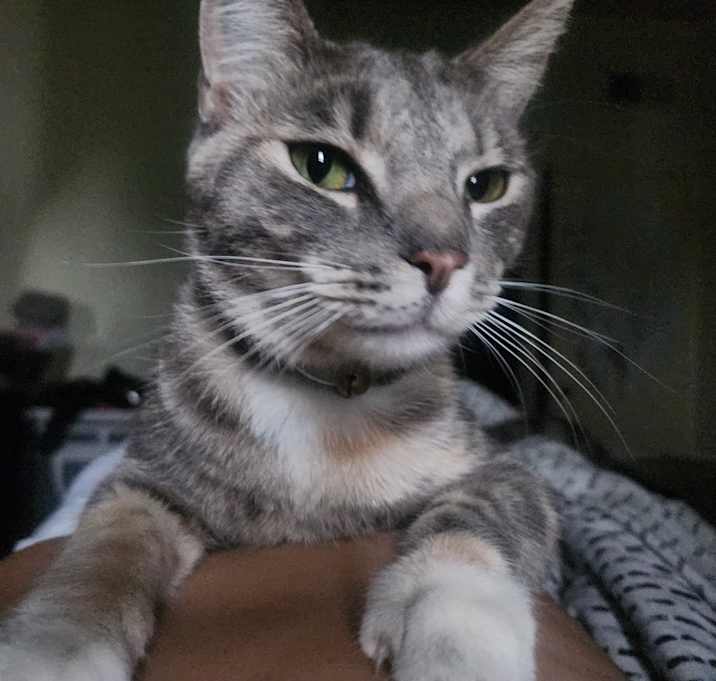 Photo of Iris