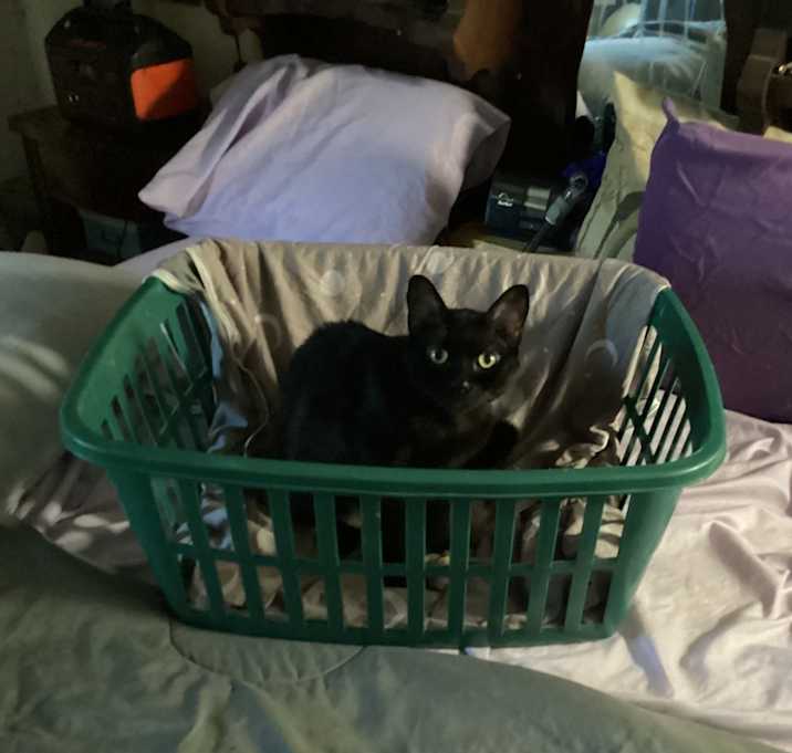 Photo of Quila
