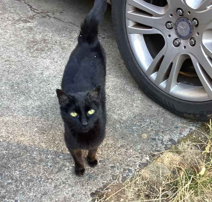 Photo of Shadow