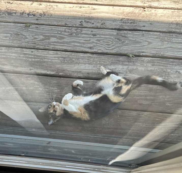 Photo of Twix