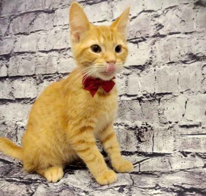 Photo of Theodore