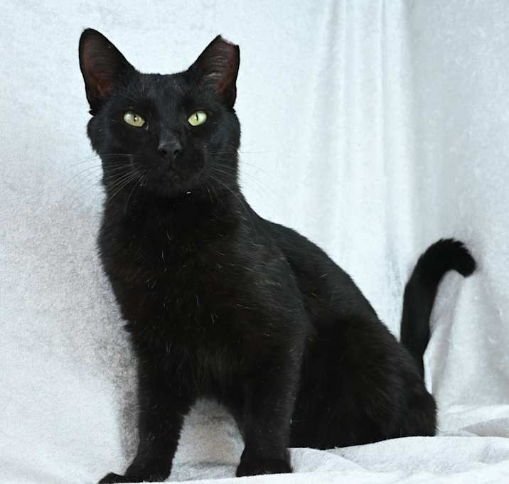 Photo of Little Elvis