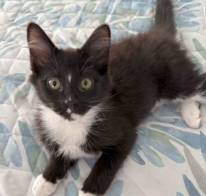 Photo of Furbee CP