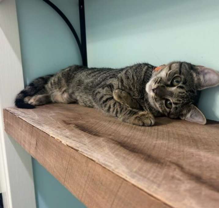 Photo of Cookie