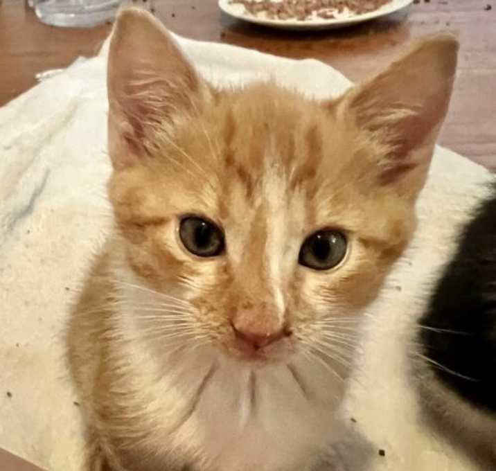 Photo of Sadie (Kitten)