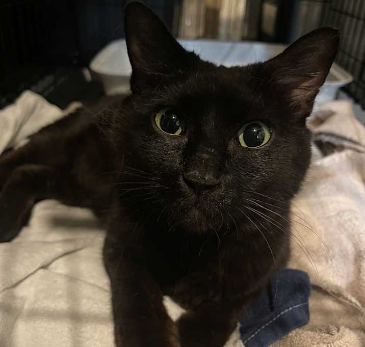 Photo of Sesame