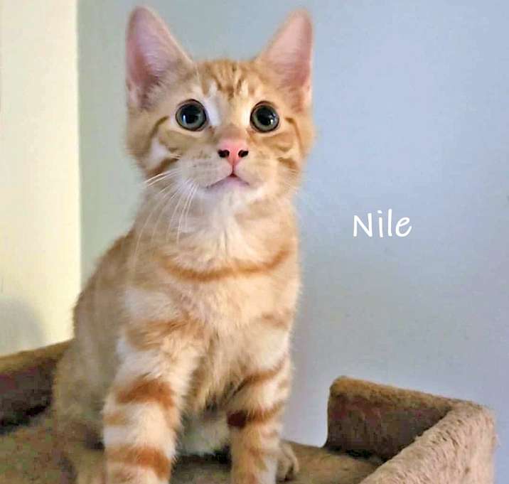 Photo of Nile