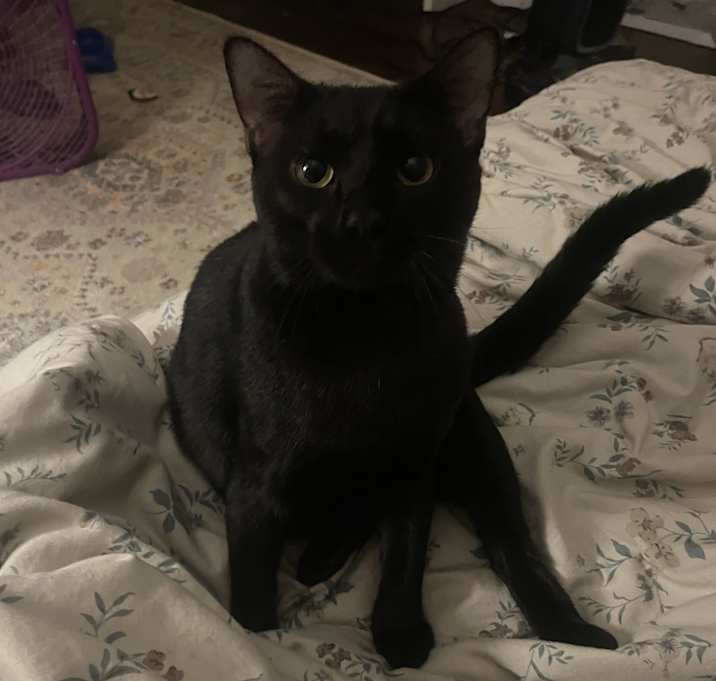 Photo of Beeshy (Bruce)