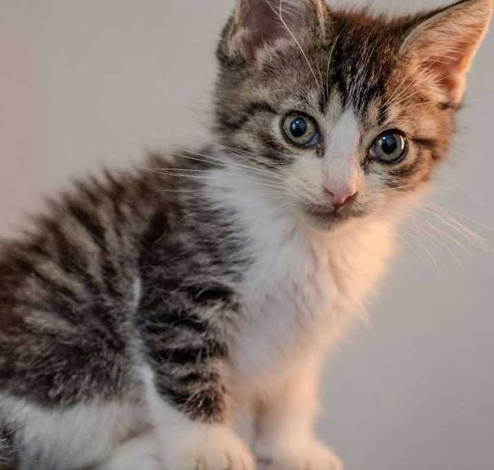 Photo of Finn