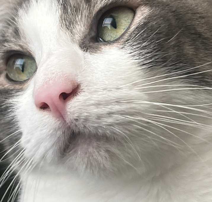 Photo of Caspian