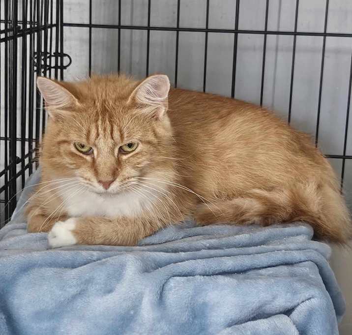 Photo of Muffin